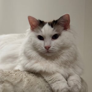 Profile photo of Patricia Yu